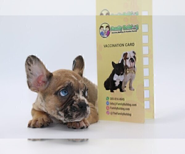 Medium Photo #3 French Bulldog Puppy For Sale in CASTLE ROCK, CO, USA