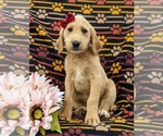Small Photo #1 Miniature Labradoodle Puppy For Sale in STEVENS, PA, USA