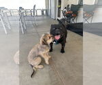 Small #3 Bulldog Mix