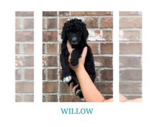 Aussiedoodle Puppy for sale in RICHMOND, TX, USA