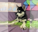 Small #6 Siberian Husky