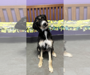 Bernese Mountain Dog-Unknown Mix Dogs for adoption in Genesee, WI, USA