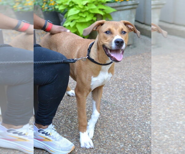 Medium Photo #4 Mutt Puppy For Sale in Enfield, CT, USA