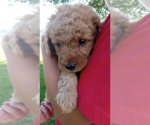 Goldendoodle (Miniature) Puppy for sale in RUSHFORD, MN, USA