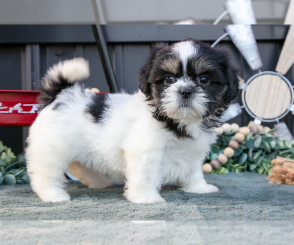 Medium Photo #24 Shih Tzu Puppy For Sale in CLARE, MI, USA