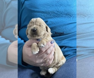 Goldendoodle Puppy for sale in CRAWFORDSVLLE, IA, USA