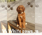 Puppy White Paws Goldendoodle