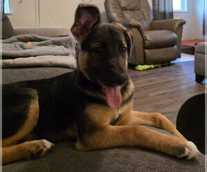 Signet - Female German Shepherd Dog-Unknown Mix Dog for Adoption - Photo #2