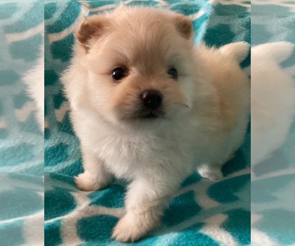 Medium Photo #15 Pomeranian Puppy For Sale in LAWNDALE, NC, USA