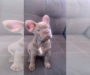 French Bulldog Puppy for sale in REVERE BEACH, MA, USA