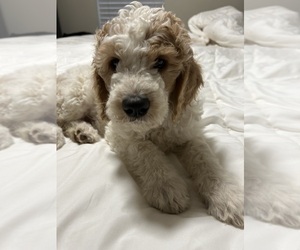 English Cream Golden Retriever-Poodle (Standard) Mix Puppy for sale in HONEY GROVE, TX, USA
