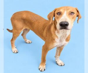 English Coonhound-Unknown Mix Dogs for adoption in HESPERIA, CA, USA