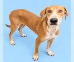 DONNIE - Male English Coonhound-Unknown Mix Dog for Adoption - Small photo
