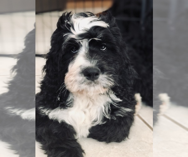 Medium Photo #26 Bernedoodle Puppy For Sale in FLEMING ISLAND, FL, USA