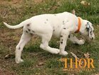 Small Photo #43 Dalmatian Puppy For Sale in ENID, OK, USA