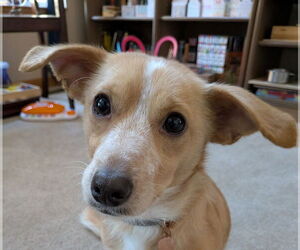 Dachshund-Unknown Mix Dogs for adoption in Wheaton, IL, USA