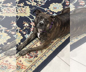 Izzy - Female Boxer-Unknown Mix Dog for Adoption - Photo #9