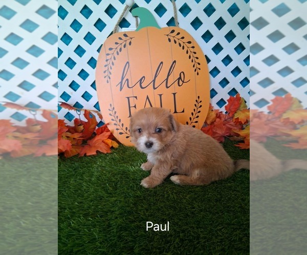 Medium Photo #2 Yo-Chon Puppy For Sale in MOUNT PLEASANT, MI, USA