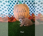 Small #1 Yo-Chon
