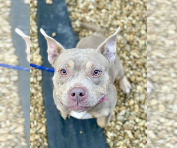 Medium Photo #7 Mutt Puppy For Sale in Rockville, MD, USA