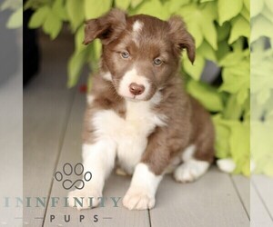 Border Collie Puppy for sale in QUARRYVILLE, PA, USA