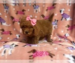 Small #9 Cavapoo