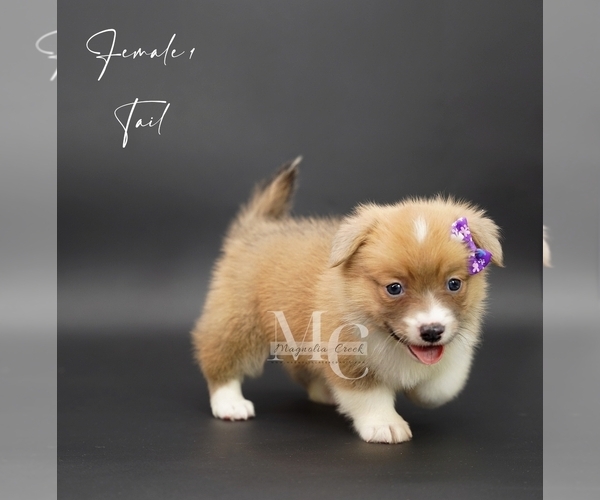 Medium Photo #10 Pembroke Welsh Corgi Puppy For Sale in FLORALA, AL, USA