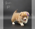 Small #9 Pembroke Welsh Corgi