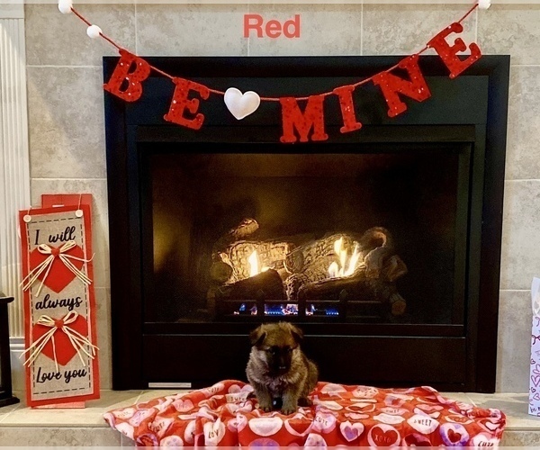 Medium Photo #6 German Shepherd Dog Puppy For Sale in GALLIPOLIS, OH, USA