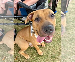 Mastiff-Unknown Mix Dogs for adoption in Germantown, OH, USA