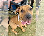 Small Mastiff Mix