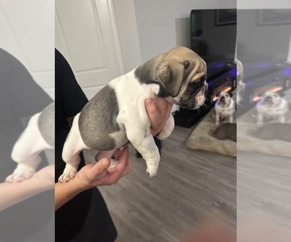 Medium Photo #10 English Bulldog Puppy For Sale in WEEKI WACHEE, FL, USA