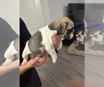 Small Photo #35 English Bulldog Puppy For Sale in WEEKI WACHEE, FL, USA