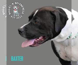 Baxter - Male American Staffordshire Terrier-Bulldog Mix Dog for Adoption - Photo #3