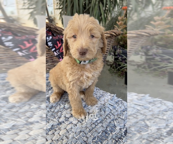 Medium Photo #3 Labradoodle Puppy For Sale in FRESNO, CA, USA