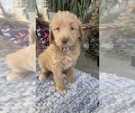 Small Photo #3 Labradoodle Puppy For Sale in FRESNO, CA, USA