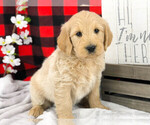 Small Photo #6 English Cream Golden Retriever-Poodle (Standard) Mix Puppy For Sale in KARLSTAD, MN, USA