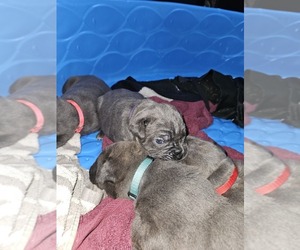 Cane Corso Puppy for sale in CHARLOTTE, NC, USA