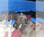 Image preview for Ad Listing. Nickname: CANE CORSO PUPS