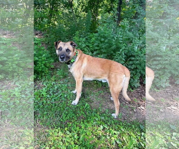 Medium Photo #10 Black Mouth Cur-Unknown Mix Puppy For Sale in Rockaway, NJ, USA