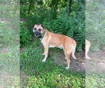 Small #9 Black Mouth Cur Mix