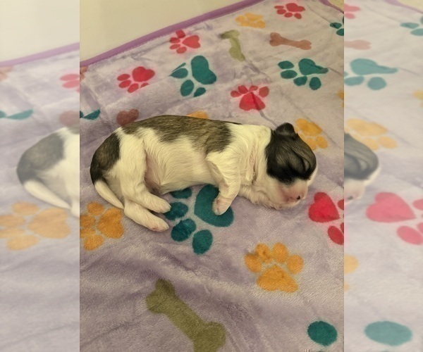 Medium Photo #5 Lhasa Apso Puppy For Sale in GIBSONTON, FL, USA