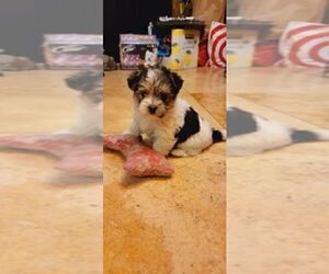 Morkie Puppy for sale in CLACKAMAS, OR, USA