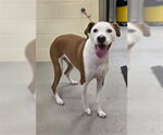 Small Boxer Mix