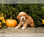 Small #6 Cocker Spaniel-Poodle (Miniature) Mix