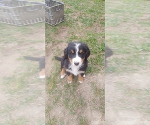 Bernese Mountain Dog Puppy for sale in PEYTON, CO, USA