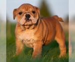 Puppy PORKCHOP AKC Bulldog