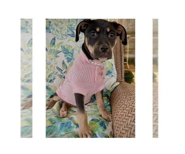 Medium Photo #6 Mutt Puppy For Sale in Mooresville, NC, USA