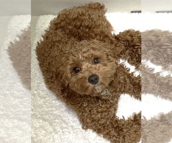 Medium Photo #1 Cock-A-Poo Puppy For Sale in St. Louis Park, MN, USA