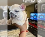 Small Photo #2 French Bulldog Puppy For Sale in SAN JOSE, CA, USA